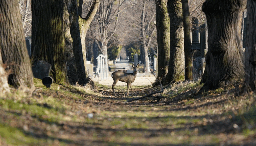 Foto von einem Reh am Zentralfriedhof